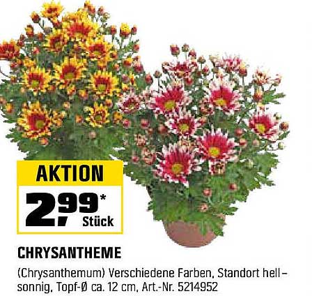 CHRYsANTHEME - Verschiedene Farben, Topf-Ø ca. 12 cm, Art.-Nr. 5214952