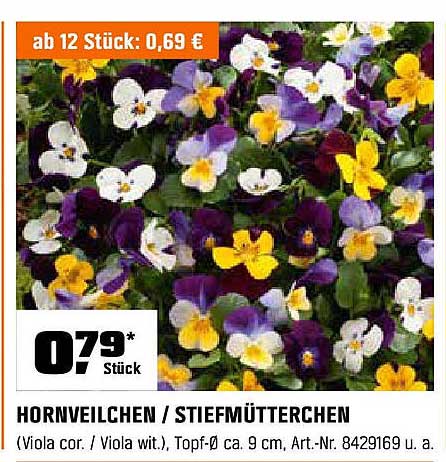 HORNEVEILCHEN / STIEFMÜTTERCHEN