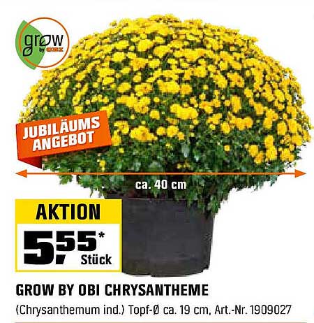 Jubiläumsangebot: Grow by OBI Chrysantheme