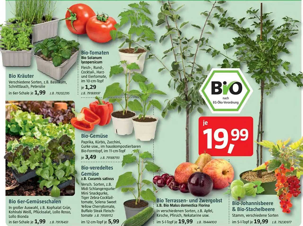 Bio-Tomaten