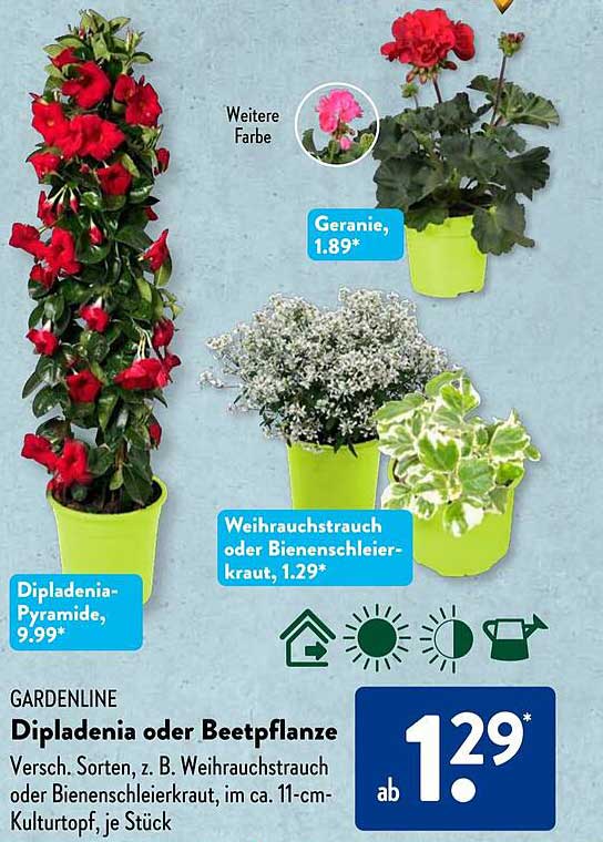 Dipladenia oder Beetpflanze, verschiedene Sorten