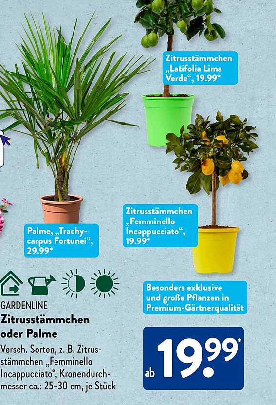 Zitrusstämmchen „Femminello Ingucciatto“ oder Palme „Trachycarpus Fortunei“