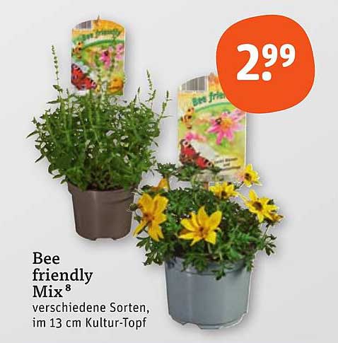 Bee friendly Mix – verschiedene Sorten im 13 cm Kultur-Topf