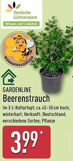 Beerenstrauch im 3-L-Kulturtopf
