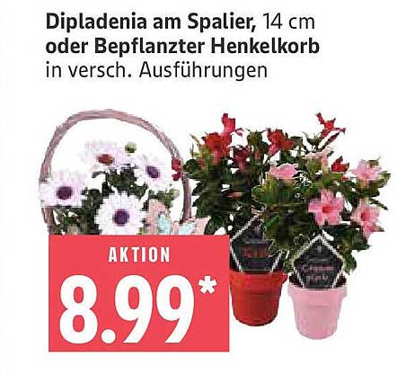 Dipladenia am Spalier, 14 cm oder bepflanzter Henkelkorb in verschiedenen Ausführungen