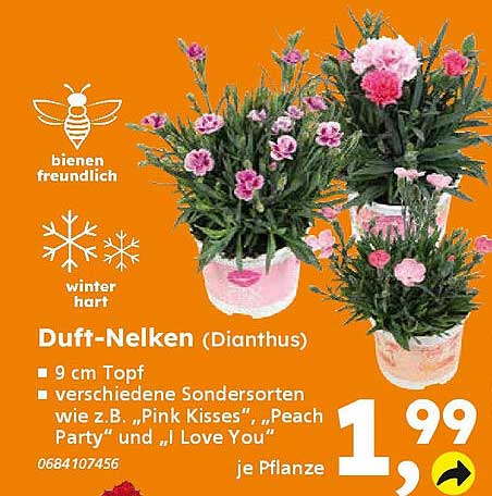 Duft-Nelken (Dianthus) 9 cm Topf – verschiedene Sorten