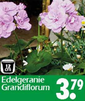 Edelgeranie Grandiflorum 12 cm