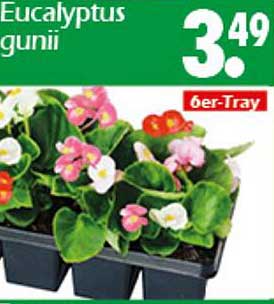 Eucalyptus gunnii 6er-Tray