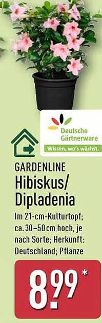 GARDENLINE Hibiskus/Dipladenia im 21-cm-Kulturtopf
