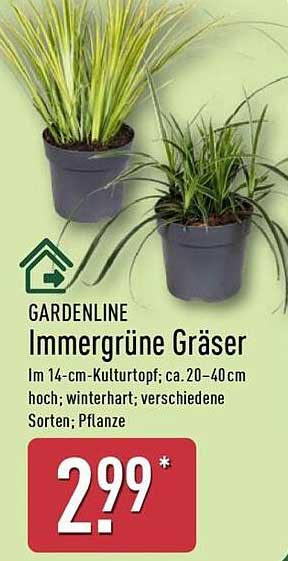GARDENLINE Immergrüne Gräser im 14-cm-Kulturtopf