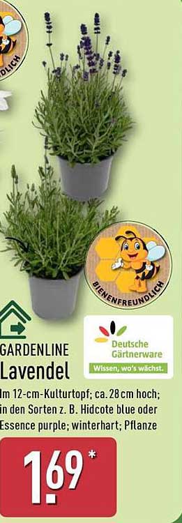 GARDENLINE Lavendel im 12-cm-Kulturtopf