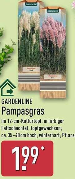 GARDENLINE Pampasgras im 12-cm-Kulturtopf