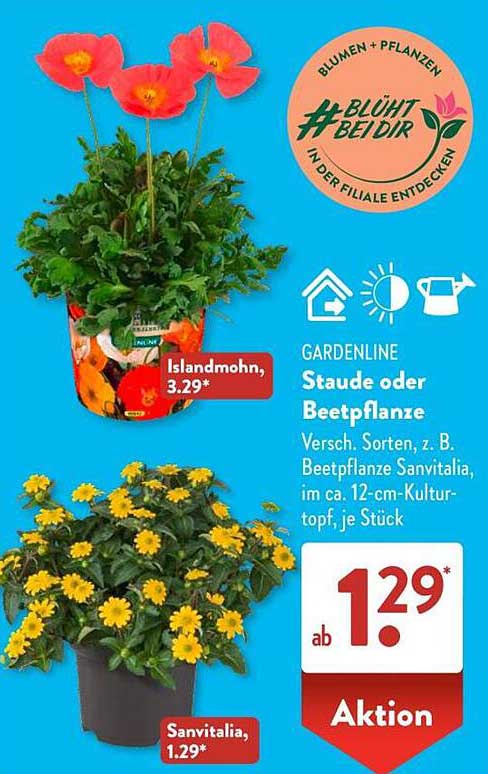 Gardenline Staude oder Beetpflanze - Sanvitalia und Islandmohn