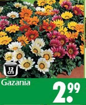 Gazania Blühpflanze 12 cm