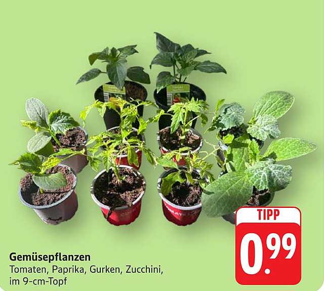 Gemüsepflanzen - Tomaten, Paprika, Gurken, Zucchini im 9-cm-Topf