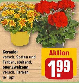 Geranie – verschiedene Sorten und Farben, stehend oder zweizahn