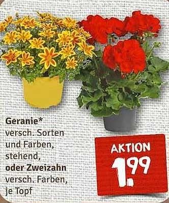 Geranie* verschiedene Sorten und Farben, stehend oder Zweizahn, verschiedene Farben, je Topf