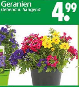 Geranien stehend o. hängend