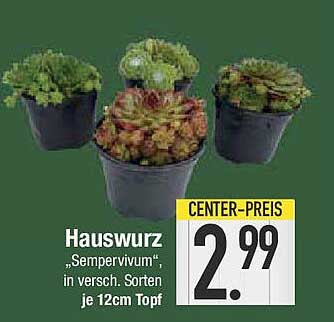 Hauswurz „Sempervivum“, in versch. Sorten, je 12cm Topf