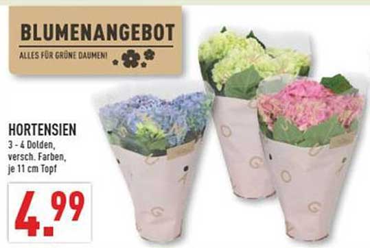 Hortensien 3 - 4 Dolden, versch. Farben, je 11 cm Topf