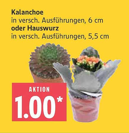 Kalanchoe in verschiedenen Ausführungen, 6 cm oder Hauswurz in verschiedenen Ausführungen, 5,5 cm