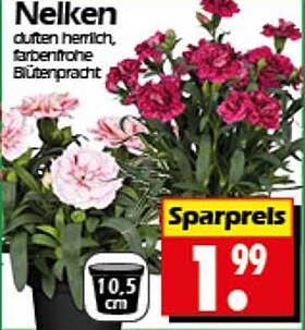 Nelken - dutten herrlich, farbenfrohe Blütenpracht