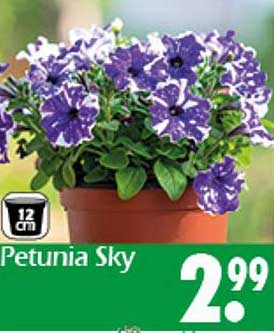 Petunia Sky 12 cm Topf