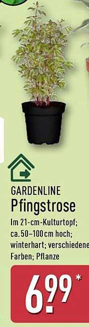 Pfingstrose im 21-cm-Kulturtopf
