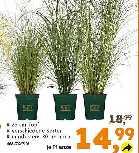 Pflanzen im 23 cm Topf – verschiedene Sorten für deinen Garten