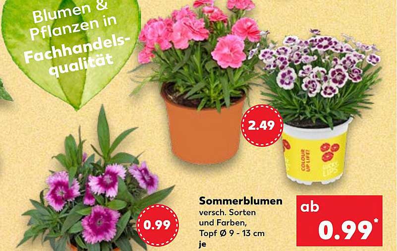 Sommerblumen, versch. Sorten und Farben, Topf Ø 9 - 13 cm je