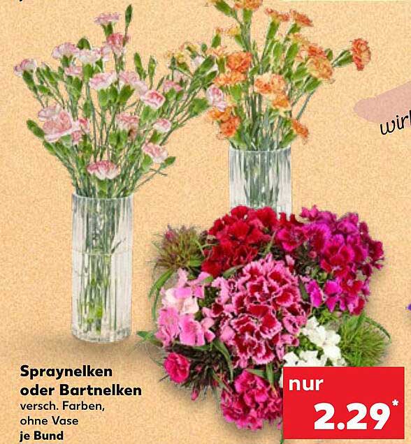 Spraynelken oder Bartnelken, verschiedene Farben, je Bund