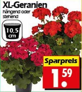 XL-Geranien hängend oder stehend 10,5 cm