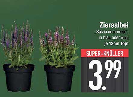 Ziersalbei „Salvia nemorosa“ in blau oder rosa, je 13cm Topf