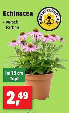 Echinacea - Bienenfreundliche Pflanzen in verschiedenen Farben