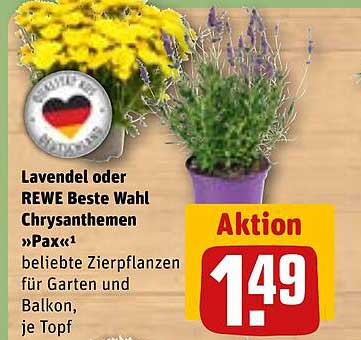 Lavendel oder REWE Beste Wahl Chrysanthemen »Pax« - beliebte Zierpflanzen für Garten und Balkon, je Topf