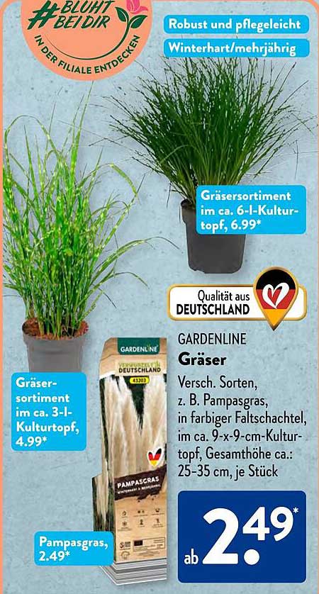 Pampasgras - ein Blickfang für jeden Garten