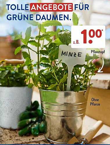 Tolle Angebote für grüne Daumen - Minze Pflanze im Topf