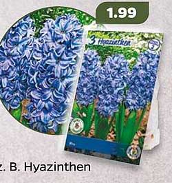 3-Töpfe Hyazinthen