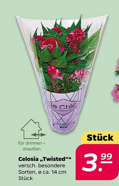 Celosia „Twisted“ – verschiedene besondere Sorten