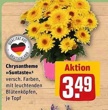 Chrysantheme »Suntaste« – verschiedene Farben mit leuchtenden Blütenköpfen, je Topf