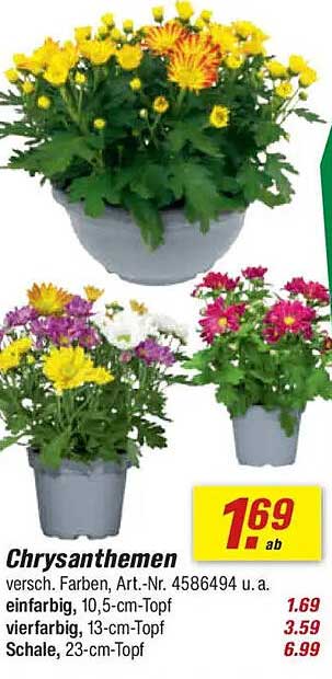 Chrysanthemen 10,5 cm-Topf, 13 cm-Topf und 23 cm-Schale