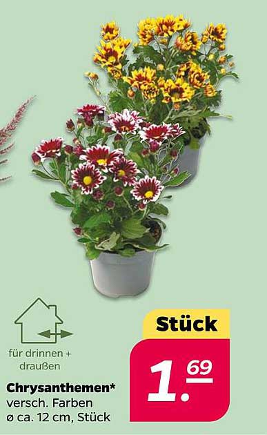 Chrysanthemen – verschiedene Farben, Ø ca. 12 cm, Stück
