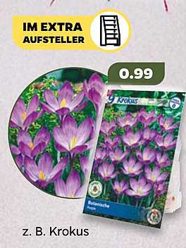 Krokus Blumenzwiebeln – Jetzt im Angebot!