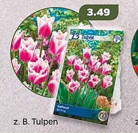 z. B. Tulpen - 13 Tulpen für Ihren Garten