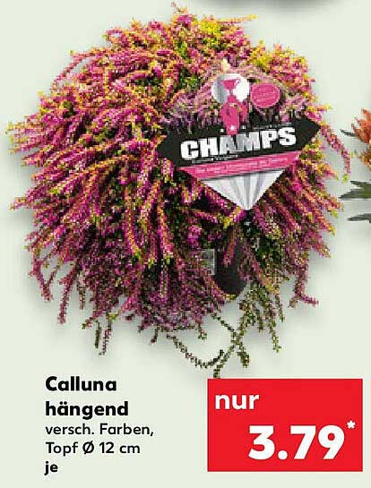 Calluna hängend, verschiedene Farben, Topf Ø 12 cm je