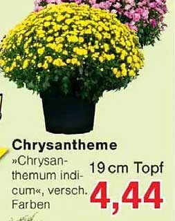 Chrysantheme »Chrysanthemum indicum«, 19 cm Topf, verschiedene Farben