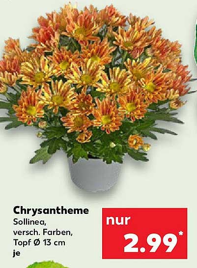 Chrysantheme Sollinea, versch. Farben, Topf Ø 13 cm
