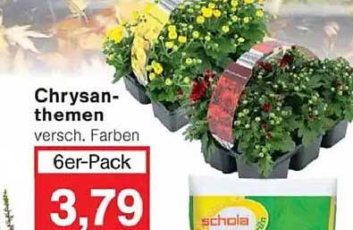 Chrysanthemen 6er-Pack in verschiedenen Farben