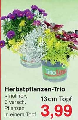 Herbstpflanzen-Trio "Triolino", 3 versch. Pflanzen in einem Topf