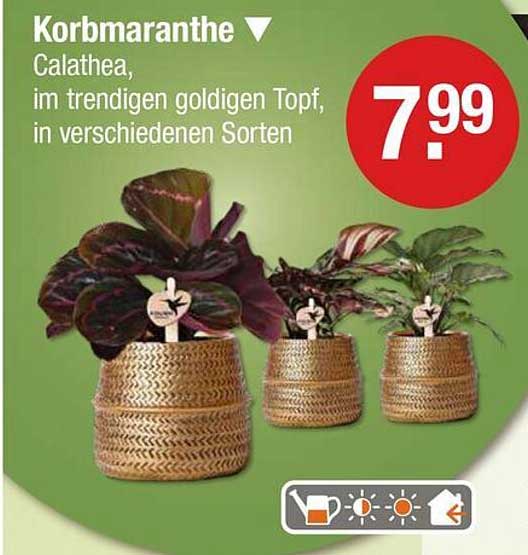 Korbmaranthe - Calathea im trendigen goldigen Topf, in verschiedenen Sorten